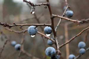Jagody acai berry 900 – opinie
