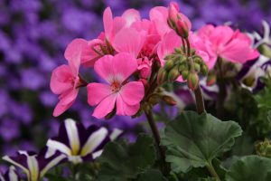 Geranium – zapomniana roślina naszych babć. Właściwości lecznicze.