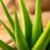 Aloes w pielęgnacji i zdrowiu – właściwości, zastosowanie i przepisy
