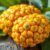 Ugli fruit – zdrowy owoc z Jamajki pełen witamin i składników odżywczych
