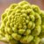 Kapusta romanesco – właściwości, witaminy i korzyści zdrowotne
